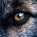 Lobos (@gooner_lobos) Twitter profile photo Lobos (@gooner_lobos) Twitter profile photo