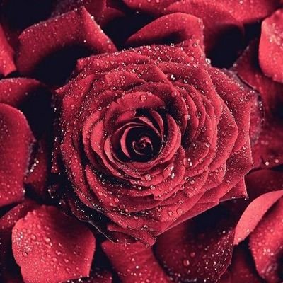 ScarletStar2023's profile picture. 