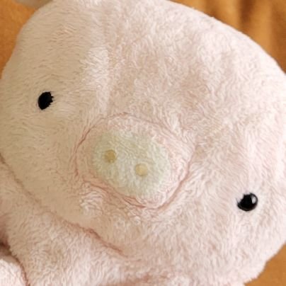 ぶたの「ぶーたん🐷」わにの「わさび🐊」ぞうの「タモぞう🐘」「はむちゅあん🐹」と暮らしています🏠たまに他のぬいぐるみも登場します♪
