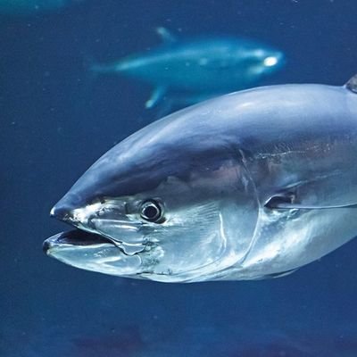 ほんまぐろさんのプロフィール画像