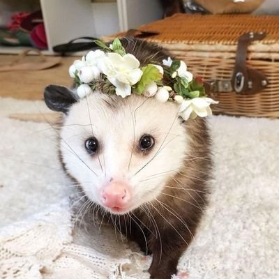 AnAngryOpossum Profile Picture