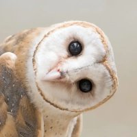 Mathilde Friesen (@friesenmat51013) 's Twitter Profile