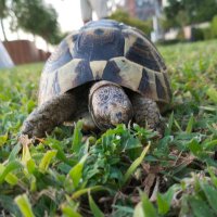 Mateo Bouri (@spinningturtle9) 's Twitter Profile