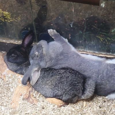 1hotpickle's profile picture. very amateur retired sportsman who now spends his time rescuing animals and delivering animal therapy.