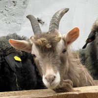 Josef Mairhofer (@mairhoferjosef) 's Twitter Profile