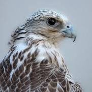 besmart272's profile picture. 