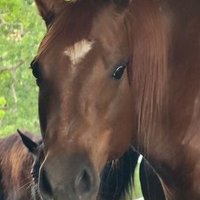 Thad Wiza (@wizathad23336) 's Twitter Profile