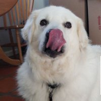 ohwoisme (@kmohwoisme) 's Twitter Profile Photo