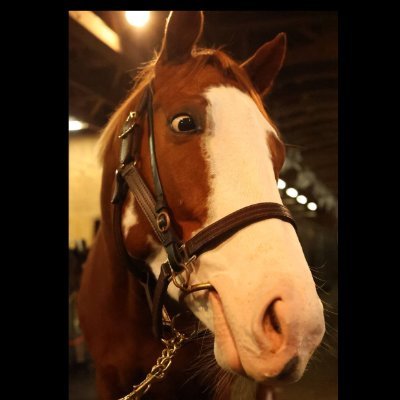 Thomas_Yaorke's profile picture. 2016年度産からシルクで一口馬主をはじめました

シルクを中心に気まぐれに📷撮ってます（絶賛練習中）
出資🐴の出走時は現地応援を心がけています

ご一緒の皆様宜しくお願いします🙇‍♂️

「趣味など」
野球観戦(ベイスターズ＆三浦大輔ファン)、炭水化物🍜🍛大好き