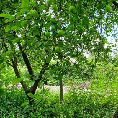 ZenSadif's profile picture. 