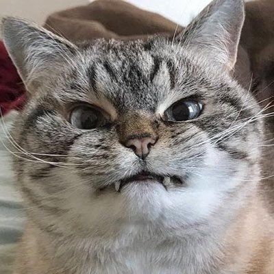 kurumakuruma33's profile picture. NWエンジニア🧑‍💻 CCNA/LPIC-1/CLF/SAA/SAP