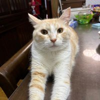 シモ Lv.34 (@amami_no_hito) 's Twitter Profile