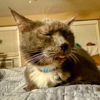 Cat O' Bob Tails 🌲😺🌳🌻🇺🇦(@gundam_cat) 's Twitter Profileg