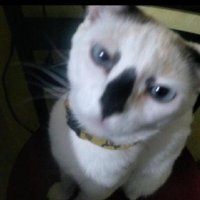 CHAN (@chxn_cm) 's Twitter Profile
