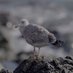 Paul Finan (@asandwithnature) Twitter profile photo Paul Finan (@asandwithnature) Twitter profile photo