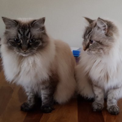 We are Siberian cats, living in The Netherlands. Our motto: Eat, sleep, rave, repeat.