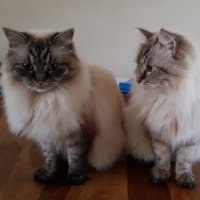 Casper & Yuri(@thehairycats) 's Twitter Profile Photo