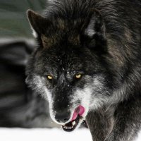 ASHESWOLF (@asheswolf127) 's Twitter Profile Photo ASHESWOLF (@asheswolf127) 's Twitter Profile Photo
