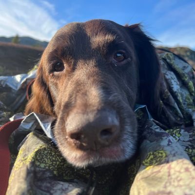 🇳🇴🇺🇦🇬🇪🇲🇩🏳️🌈🇼🇸 supports brain dead cartoon dogs and cats. Not CIA! I usually dont reply to DMs - sorry.
