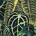 Septi | House Plant 🪴 (@indonesianplant) Twitter profile photo Septi | House Plant 🪴 (@indonesianplant) Twitter profile photo