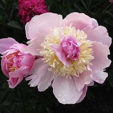 DichouElodie's profile picture. 