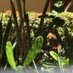 Sollange Pontes (@langinha_pontes) Twitter profile photo Sollange Pontes (@langinha_pontes) Twitter profile photo