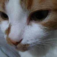 Sylvester Schuster (@sylvesters5009) 's Twitter Profile