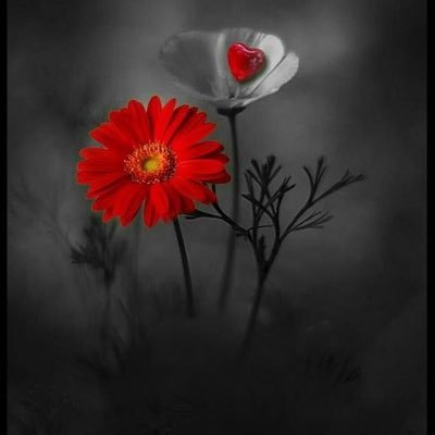 AlinaQuraishi's profile picture. learn to day, lead tomorrow