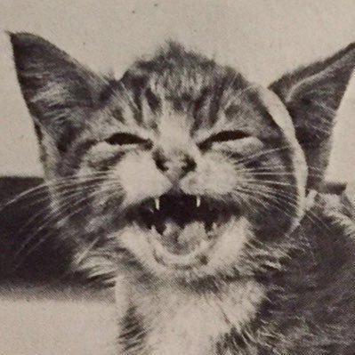 kitt/quinn/ravenpaw (she/he/it) 18 ☮️🐱🌻 ΘΔ niche internet microcelebrity, escaped lab experiment & kitty cat extraordinaire 🏳️‍🌈🏳️‍⚧️🌾