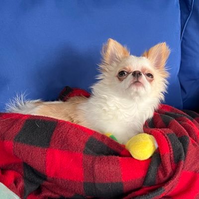 KourtneyRF's profile picture. she/her. audhd.