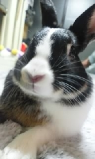 ayamama9's profile picture. ミニウサギ（ダッチ柄）さすけ♂・・とぉーたん（旦那）と暮らしています。笑いの絶えない我が家です