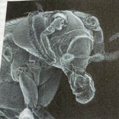 aviondeperros's profile picture. 