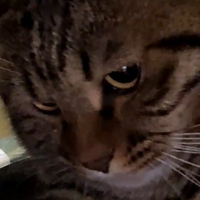 _imagun_'s profile picture. 非人間中心主義者。 音楽、映画、自然、生き物と哲学が趣味です 。