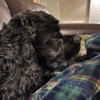 Gail Shipley (@shipmuse) 's Twitter Profile