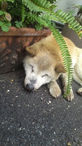 ほっぺたの りょうがわに
ちいさい でんきぶくろを もつ。
ピンチのときに ほうでんする。