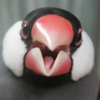 文鳥4羽とオカメ1羽と十姉妹2羽を飼育中。仕事、ジム、園芸、料理、アニメやフィギュアと趣味多きオタク。配信が好き
