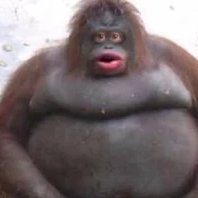 Amorgamor111's profile picture. 