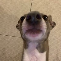 • jichandesu • (@babypink__s) 's Twitter Profile Photo • jichandesu • (@babypink__s) 's Twitter Profile Photo