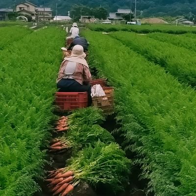 田舎離島🌊移住定住🏠
旦那さんが海で死にかけたので、2拠点生活やめて島に完全移住した嫁です。
勝手に粟島観光大使/粟島の日常/
写真/畑仕事/お酒