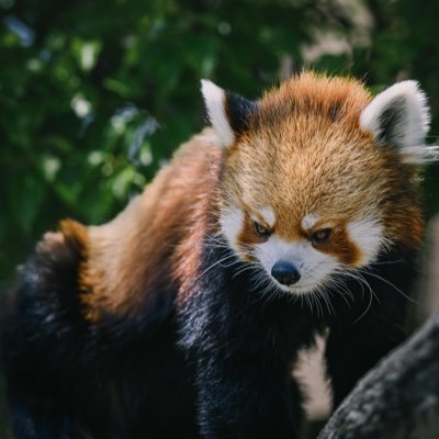 夜景、動物など好きなものアップしていきますのでよろしくお願い致します🫑真王国民🫑 Nikon Z8 RICOH GR IIIx