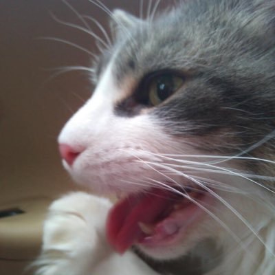 tau9003's profile picture. よろしくお願いします😌無言フォローごめんなさい💦