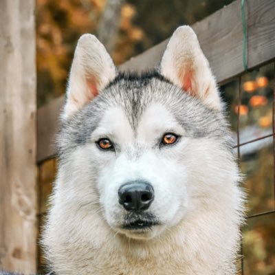 🎂2022/3/4 北海道出身 🏠2022/6/18 群馬県在住 ／シベリアンハスキー🐺 ／ ボール遊びが大好きやんちゃな男の子です！／気軽にフォローしてください😊