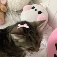 💞 (@sususu024) 's Twitter Profile