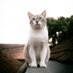 munyil sarjana FLUTD (@munyilthecat) Twitter profile photo munyil sarjana FLUTD (@munyilthecat) Twitter profile photo