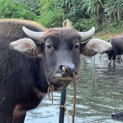 shimurabowl300's profile picture. プロボウラーだった志村一也です。 もうダイナマイトボールで、爆発する事は無いでしょう。