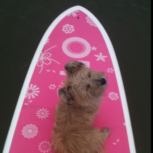 BrookieeeH's profile picture. 