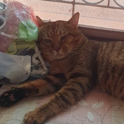 I have many cats