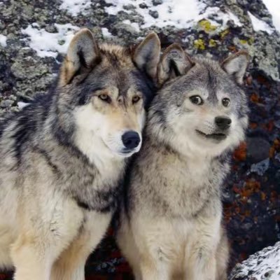 Windyjack170309's profile picture. a PhD candidate focused on DNA damage and Response, especially FA pathway.