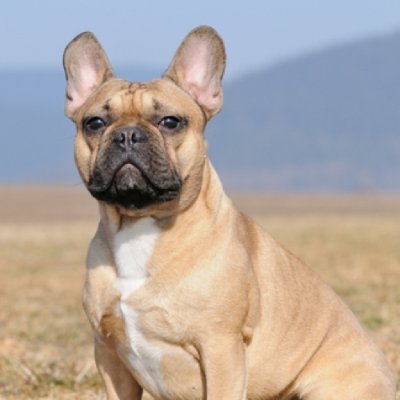 welcome to my 
@frehbulldog
we shere daily #Frenchbulldog
Follow us if you really love  french bulldog