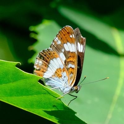 Treasure hunting whilst enjoying walks in the countryside with my spotter .

IRecord Butterflies. 11 species 2024
Fujifilm X-S10